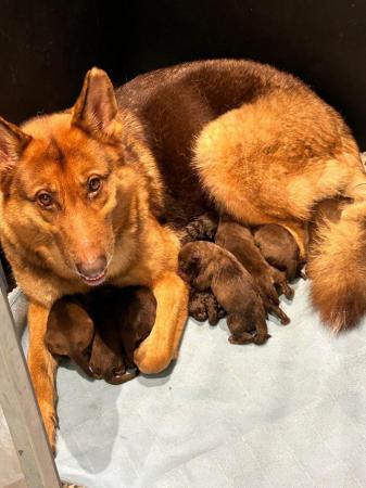 Image 6 of German shepherd puppies not ready till 8 weeks
