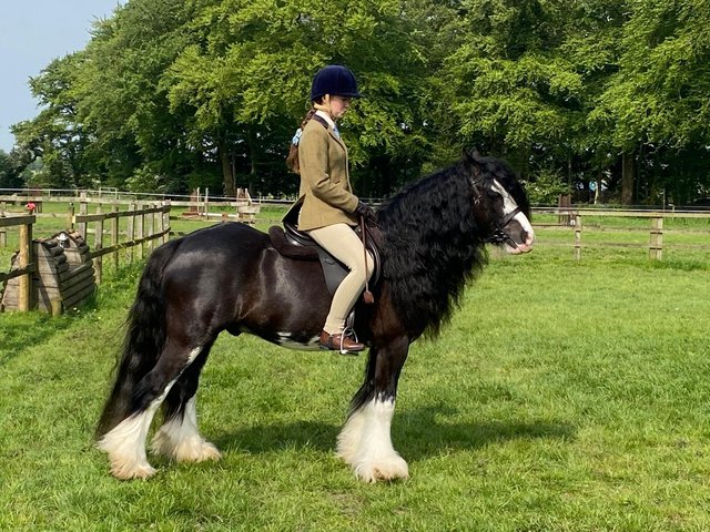 Preview of the first image of 13.3 Blagdon gelding tgca registered.