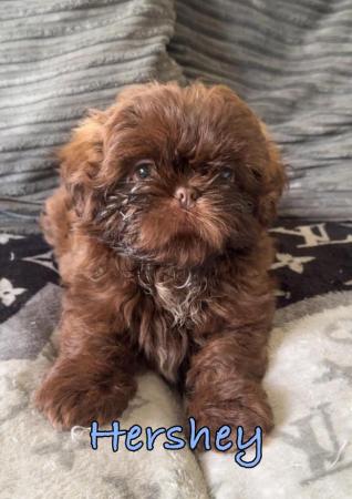 Image 3 of 2 Beautiful Boy Shih Tzu’s.**READY NOW** Prices Vary.