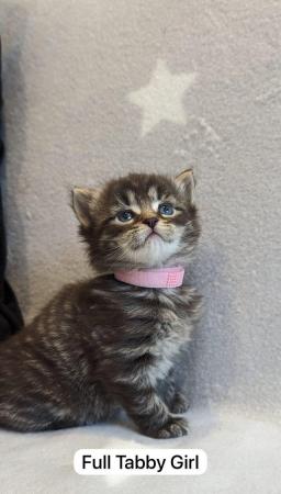 Image 1 of Beautiful Kittens For Sale ( Last Tabby Girl Available )