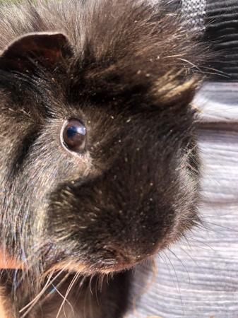 Image 5 of Female Guinea Pigs for sale