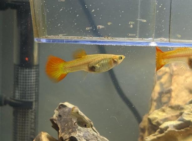 Image 5 of Baby guppies for sale - various ages £1.50 each