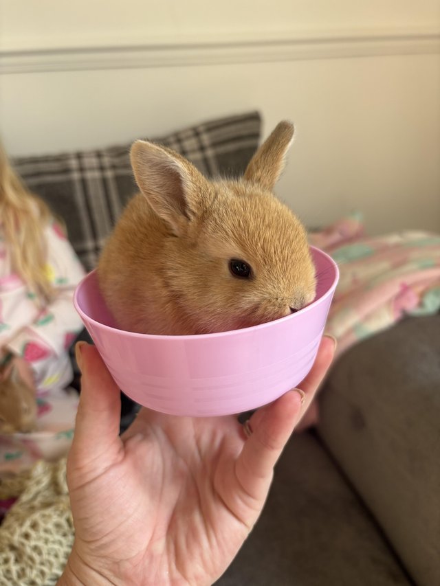 house rabbit price