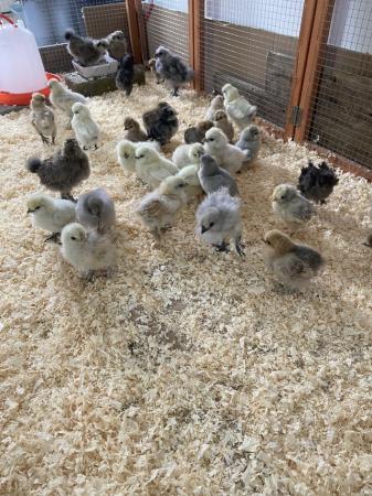 Image 12 of Pure breed Silkie chicks USA and miniature