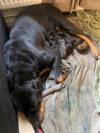 Image 4 of Rottweiler cross puppies