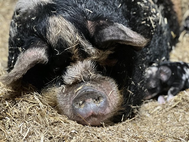 Preview of the first image of Kune kune piglets available to new homes.