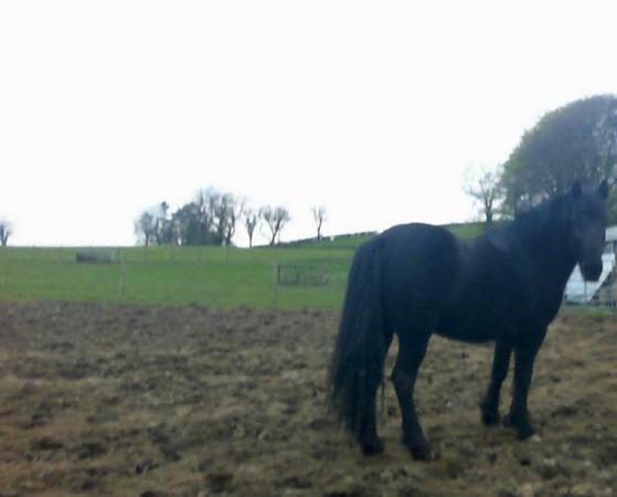 Image 3 of WelshMare 3 yrs  old for sale