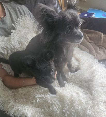 Image 2 of **Black Female Chihuahua puppy , long-haired, ready now**