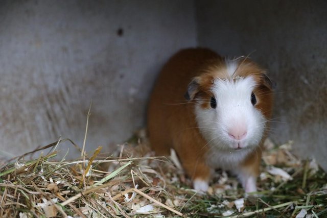 Image 4 of Peruvian Baby Boars and Satin Crested Boar Guinea Pigs