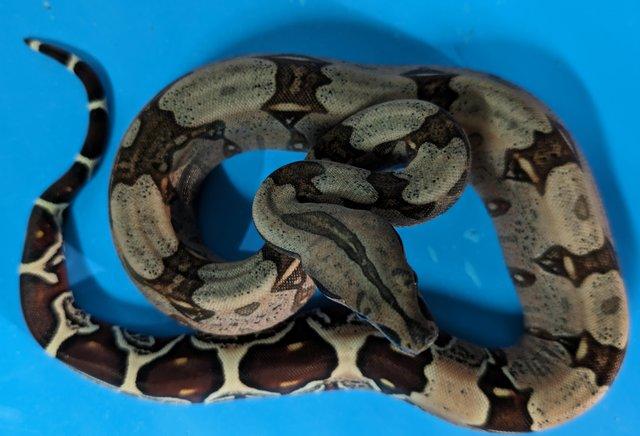 Image 5 of Guyana red tail boa constrictors cb23