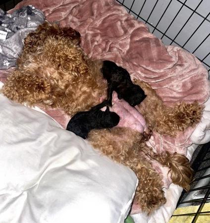 Image 8 of Maltipoo puppies / toy poodle