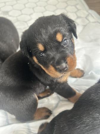 Image 5 of Gorgeous Rottweiler Pups not to be missed