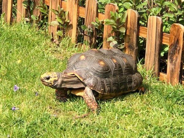 Image 1 of Adult female red foot tortoise