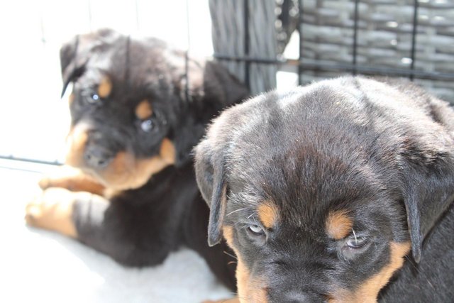 Image 16 of Gorgeous Rottweiler Pups not to be missed