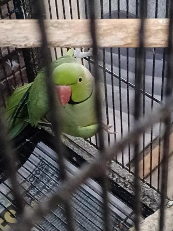 Image 6 of RING NECK MALE PARROT FOR SALE
