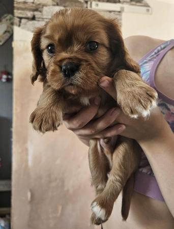 Image 12 of Cavalier King Charles Puppies for sale