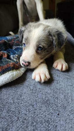 Image 5 of 2 Blue merle Tri boy and girl left