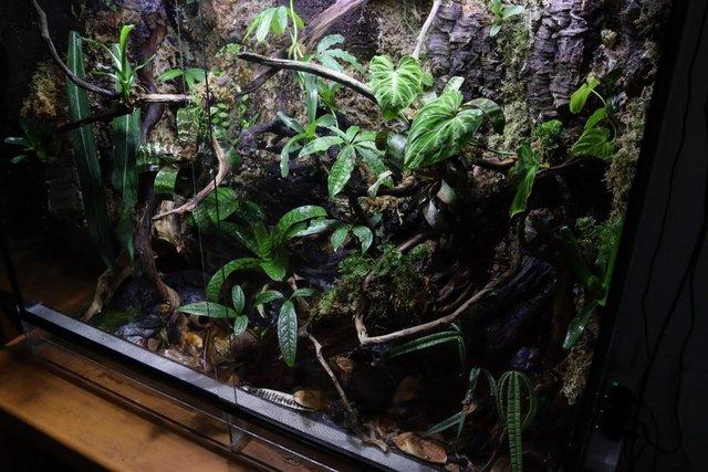 Image 5 of 4ft Glass Reptile/Amphibian Vivarium *TANK ONLY*