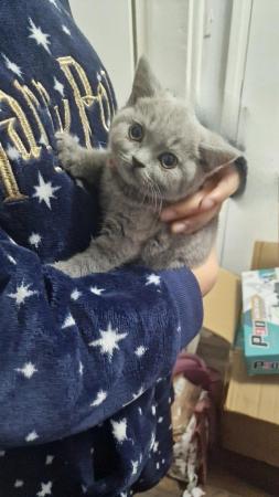 Image 8 of Gccf registered pure british shorthair ready 19th January