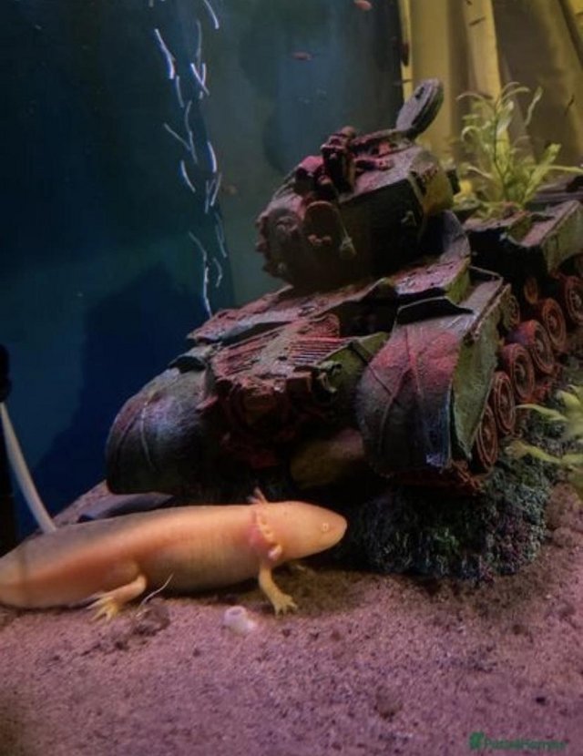 Preview of the first image of Axolotl eggs for sale, pics of mum and dad included.