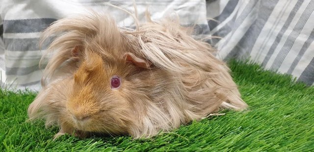 Image 4 of Lovely Bonded Male Guinea Pigs Various Breeds