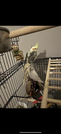 Image 3 of 2 male cockatiels with cage