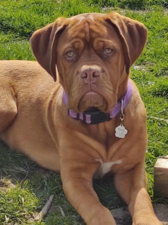 Image 3 of Ruby Dogue De Bordeaux 2 years old
