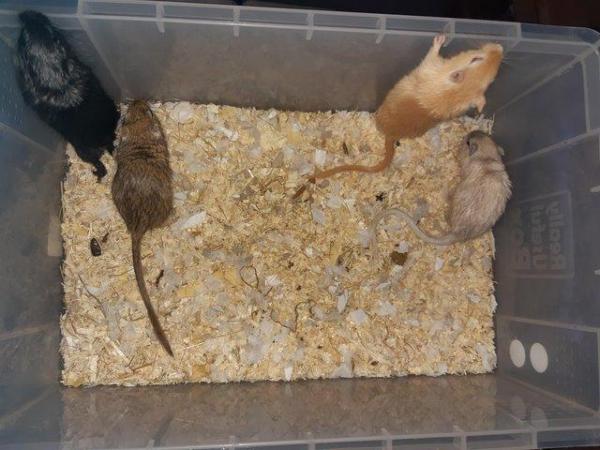 Image 2 of Super friendly gerbils from hobby breeder