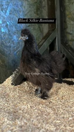 Image 2 of Silkie Bantam hens and various other breeds at point of lay