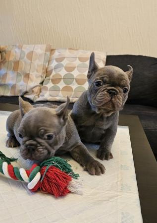Image 3 of Beautiful Quality KC French Bulldog Puppies