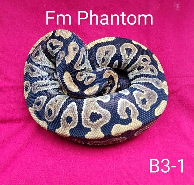 Preview of the first image of Female phantom royal python.....
