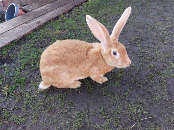 Image 4 of Mix colour Continental Giant Rabbit