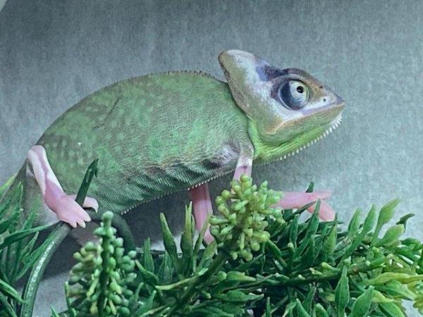 Image 3 of Yemen Chameleon at Birmingham Reptiles