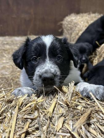 Image 2 of Border collie puppies farm reared