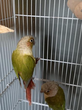 Image 2 of Pineapple conures with cage