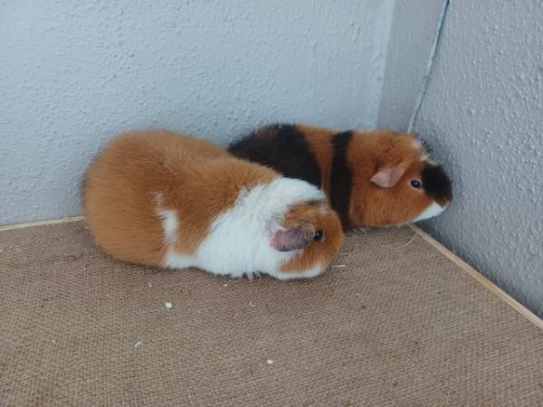 Image 3 of Baby guinea-pigs (Abyssinian and Teddy's)