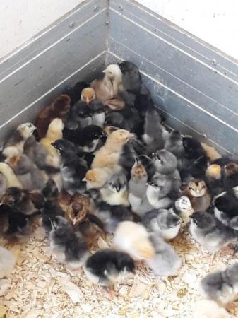 Image 1 of Chicks from day old to off heat - roughly 10 pure breeds.