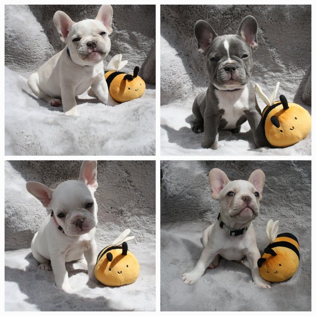 16 week old KC Registered French Bulldog Puppies available. For Sale in St Austell Cornwall Preloved