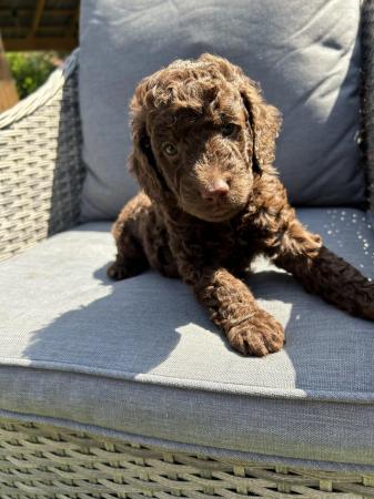 Image 10 of Outstanding Cockapoo Puppies  READY NOW
