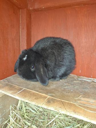 Image 2 of Mini lop ear Very looking for their forever homes