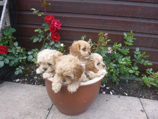 Preview of the first image of Toy F1 Cavapoo Puppies 2 boys left.