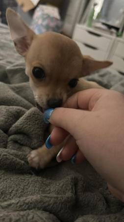 Image 5 of Female 12 week old chihuahua puppy fully vaccinated