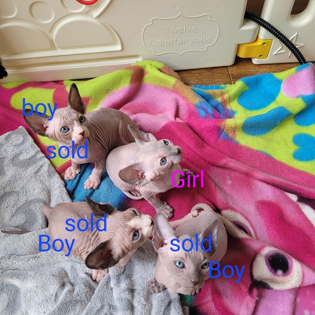 Preview of the first image of Sphynx kitten! Only One girl left!.