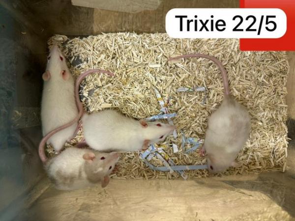 Image 6 of Baby rats ready soon. Males, females, dumbo, top eared