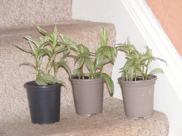 Preview of the first image of 3 POTS OF SILVER INCH PLANTS FOR SALE.