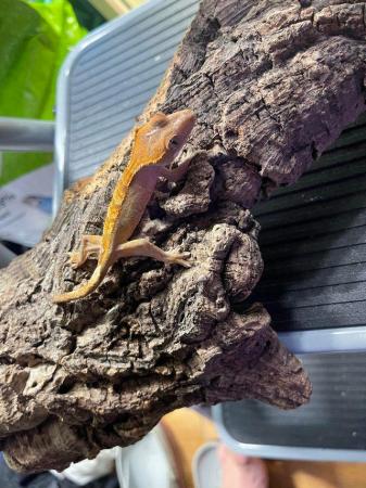 Image 4 of crested gecko babies 3-9 months