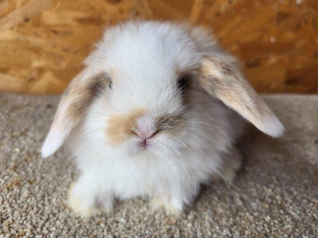 Preview of the first image of Baby Light Tri Mini Lop Buck (1).