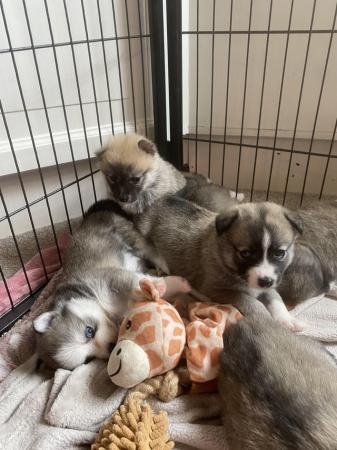 Image 4 of F2 Pomsky puppies for sale