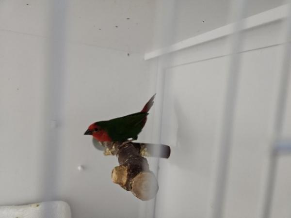 Image 1 of Red Throated Parrot Finch