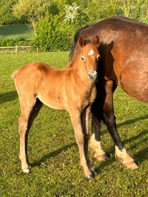Preview of the first image of Welsh C colt will mature to a lovely shp or child’s pony.